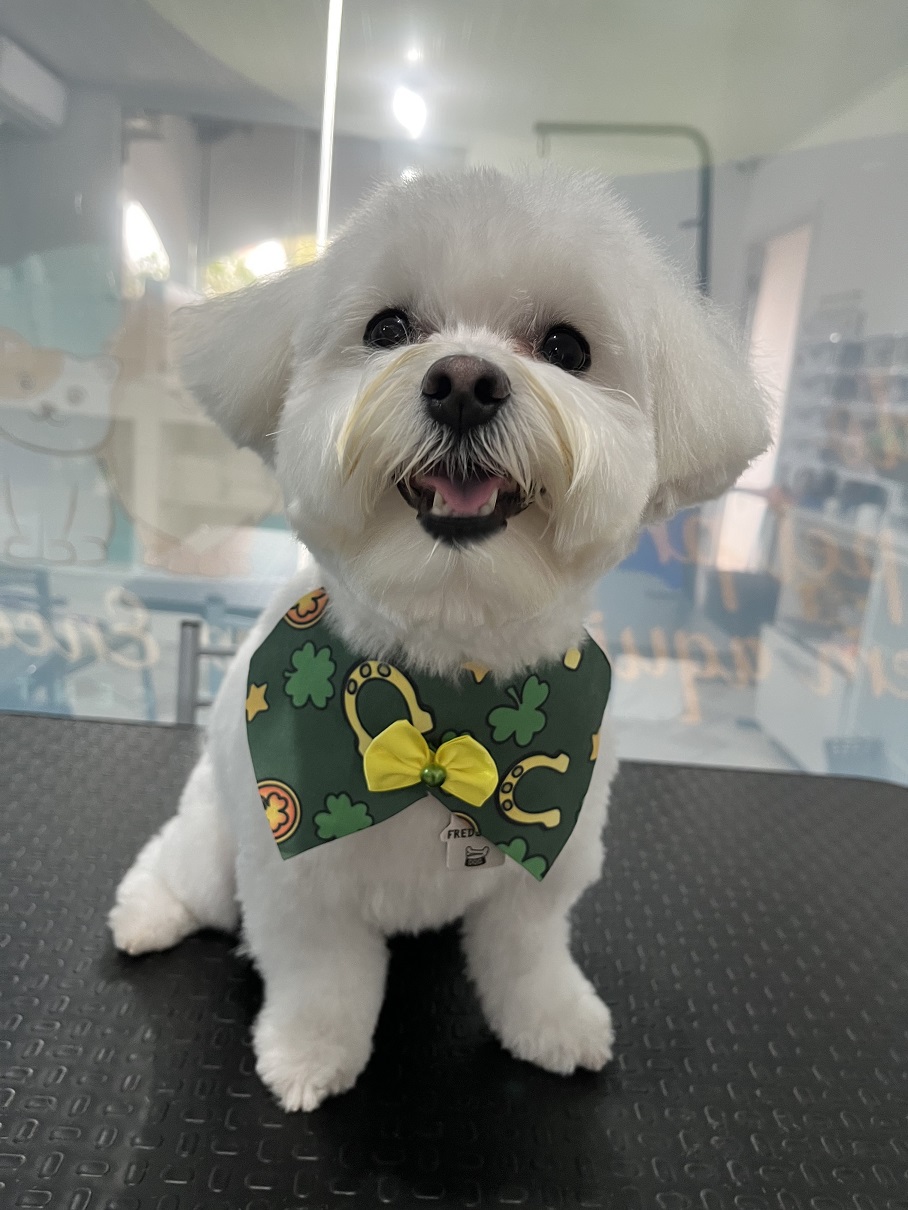 dog1
