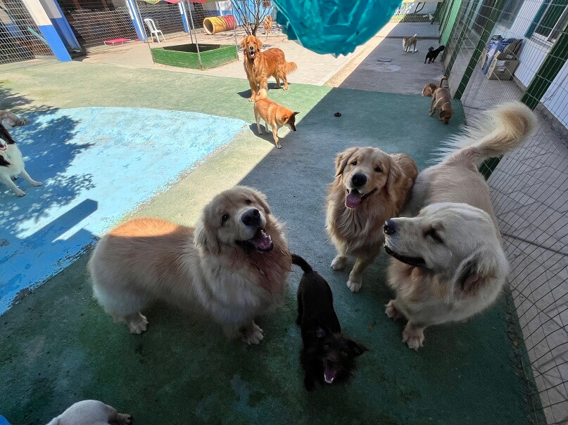 dogs creche (1)